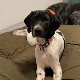 Ellie Grace - German Shorthaired Pointer puppy in Bly, Oregon from Quail Paradise Kennel LLC