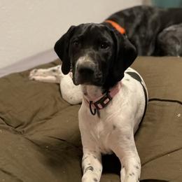 Ellie Grace - German Shorthaired Pointer puppy in Bly, Oregon from Quail Paradise Kennel LLC