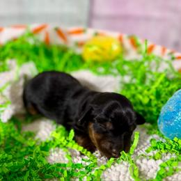 Clover - Black and tan female Dachshund puppy in Westport, Kentucky from Lonestar Creek Farm
