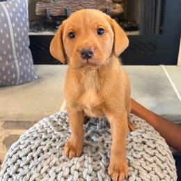 Pete - Yellow male Labrador Retriever puppy in Sugarcreek, Ohio from 1611 Sport Dogs