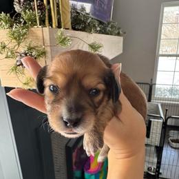 Shaded Red- Cinnamon Bun- 3500 - Red female Dachshund puppy in North Branch, Michigan from Monarch Miniature Dachshunds