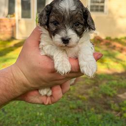 Milkshake - Blue male Poodle puppy in Corinth, Mississippi from SnickerDoodlePups