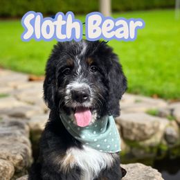 Sloth Bear - Tri-color male Bernedoodle puppy in Beecher, Illinois from Erica’s Doodles