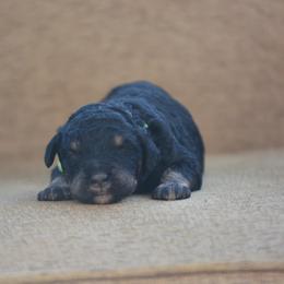 Light green collar male - Phantom male Bernedoodle puppy in Scottsboro, Alabama from Dixie Land Doodles