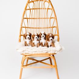 Goldendoodle Puppies from Ritzy Creek Doodles