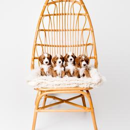Goldendoodle Puppies from Ritzy Creek Doodles