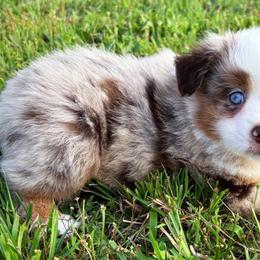 Leonard - Red merle male Miniature American Shepherd puppy in Smithville, Arkansas from Cooper Creek Aussies