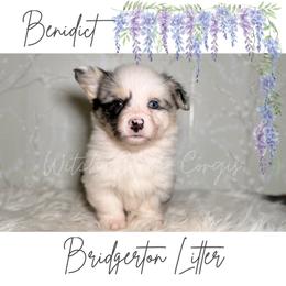 Benidict - Blue merle and white male American Corgi puppy in Greenwood, Indiana from Witch Creek Corgis