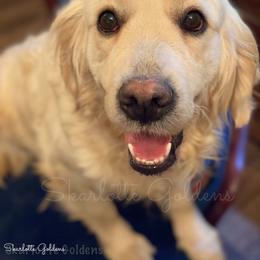Ireene - Golden Retriever