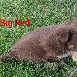 Big Red - Red male Chihuahua puppy in Cornwall, Pennsylvania from Goodlen Pups