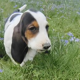 Basset Hounds and Bulldogs from Meadows farm