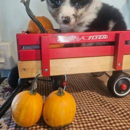 Martini - Blue merle female Miniature American Shepherd puppy in New Providence, Pennsylvania from Tons of Kisses