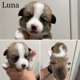 Companion Cross Puppies from Chilipoms