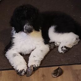 Boy 3 - Parti Poodle puppy in Orangevale, California from Four Aces Poodles