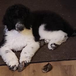 Boy 3 - Parti Poodle puppy in Orangevale, California from Four Aces Poodles