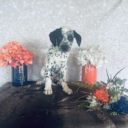 Bullseye - White and black Dalmatian puppy in Motley, Minnesota from Dynasty Paws