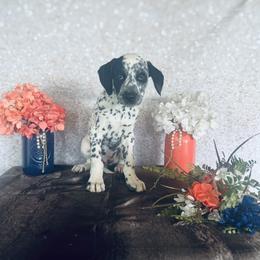 Bullseye - White and black Dalmatian puppy in Motley, Minnesota from Dynasty Paws
