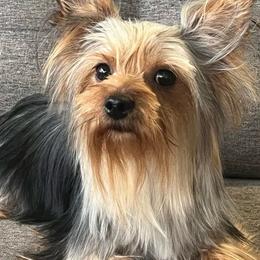 Sprinkles - Yorkshire Terrier