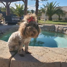 CoCo - Poodle