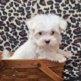 Remmy TEACUP - White male Maltese puppy in Monticello, Iowa from Ashley’s Puppies