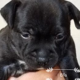 Staffordshire Bull Terrier Puppies from Melissa's Pups