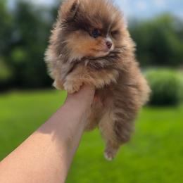 Bruno - Chocolate and tan male Pomeranian puppy in Meherrin, Virginia from Traveling Poms