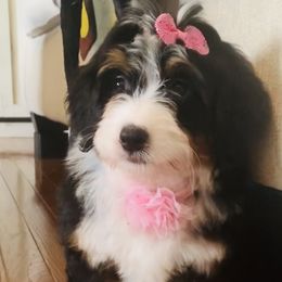 Bernedoodles and Goldendoodles from Cottrell’s Poodles & Doodles
