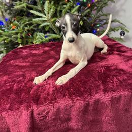 Cookie - White and black male Italian Greyhound puppy in Wilkes Barre, Pennsylvania from Laraz Pupz