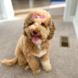 Winnie - Goldendoodle