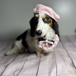 Maggie - Dachshund