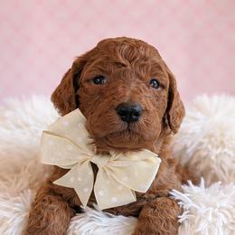 Miss White - Red  female Goldendoodle puppy in Greenwood, Louisiana from GoldenFido