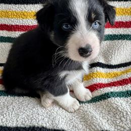 Romeo - Black tri-color male Australian Shepherd puppy in Zwingle, Iowa from Homestead Aussies & Doodles