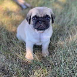 Boy 2 - Pug puppy in Rushmore, Minnesota from Love of Pugs