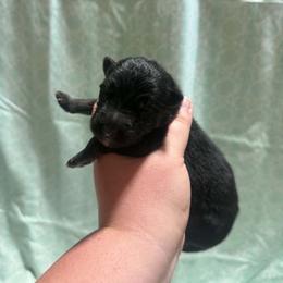 Male 3 - Bi-color male German Shepherd puppy in Salem, South Carolina from Von Maqqedah Haus German Shepherds