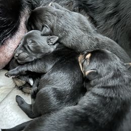 Boy 1 - Black German Shepherd puppy in Milton, Florida from von Kimrick Kennels