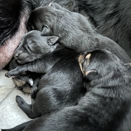 Boy 1 - Black German Shepherd puppy in Milton, Florida from von Kimrick Kennels