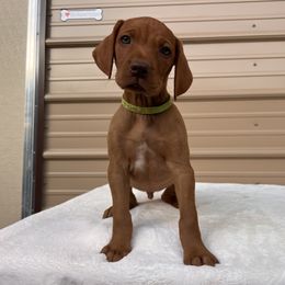 German Shorthaired Pointer and Vizsla Puppies from Pilgrims Trails Shorthairs