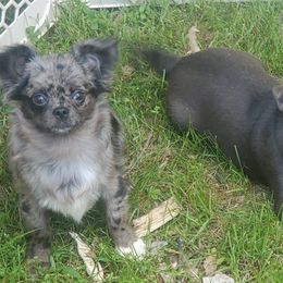 Chihuahuas from La Cala Chihuahua