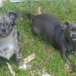 Chihuahuas from La Cala Chihuahua