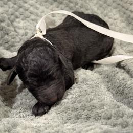 Beignet - Black male Poodle puppy in Salmon, Idaho from Stunningly Sweet Standards