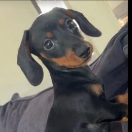 Peanut - Dachshund