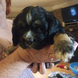 Cocker Spaniel Puppies from Hartwell Cocker Spaniel Kennel