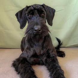 Raven - Giant Schnauzer