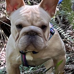 French Bulldogs and Pomskies from Smart Pomskies and Frenchies