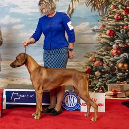 Puzzle - Rhodesian Ridgeback
