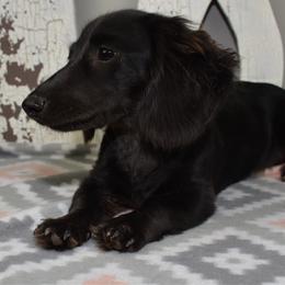 Wednesday - Dachshund
