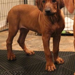 Rhodesian Ridgeback Puppies from On The Rocks Rhodesian Ridgebacks