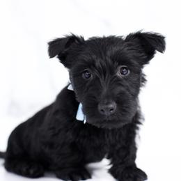 Coal - Black male Scottish Terrier puppy in Stevens, Pennsylvania from K&M Kennel