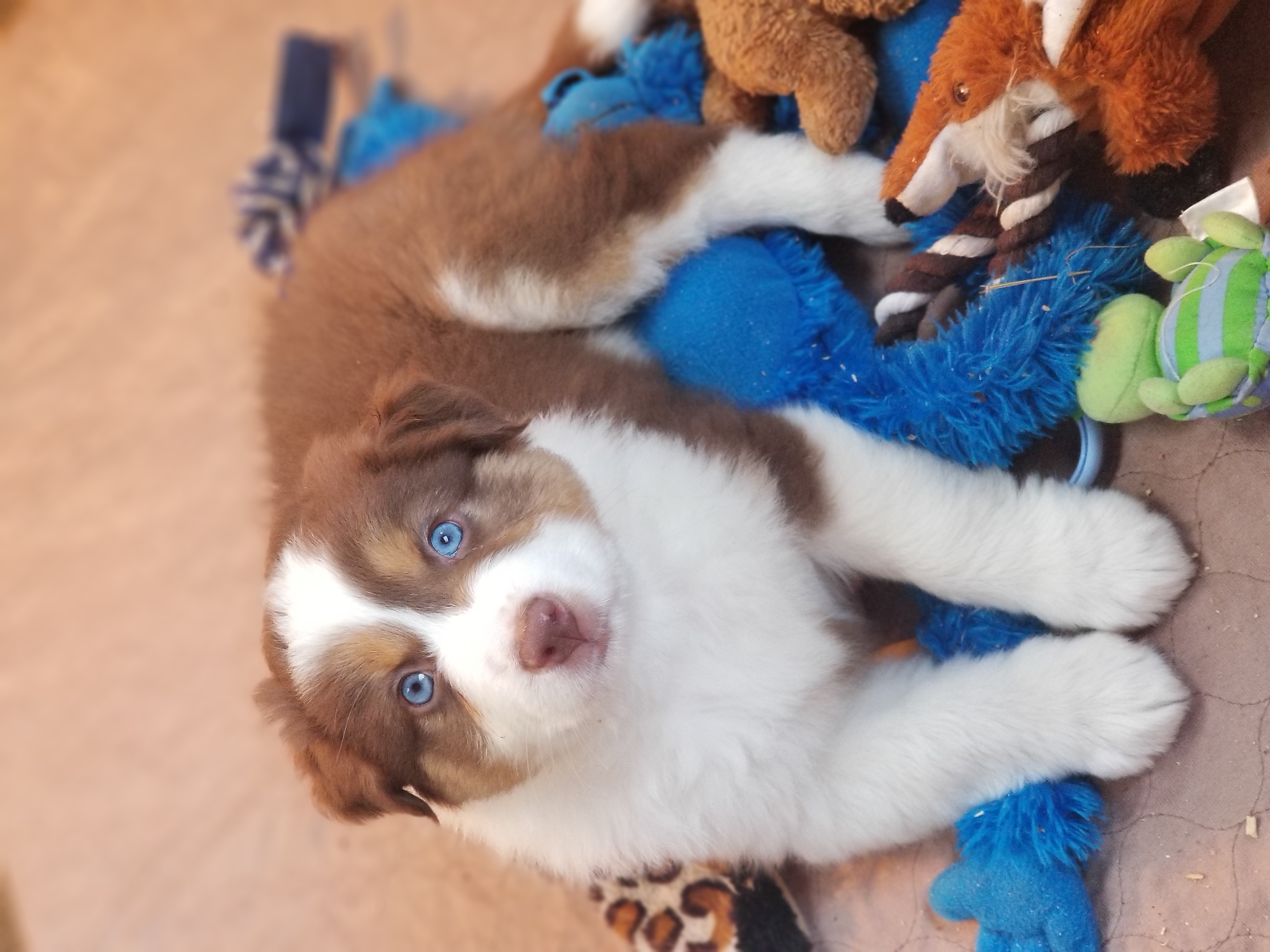 Australian Shepherd Puppies from Foothillaussies