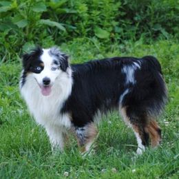 Hopper - Miniature Australian Shepherd